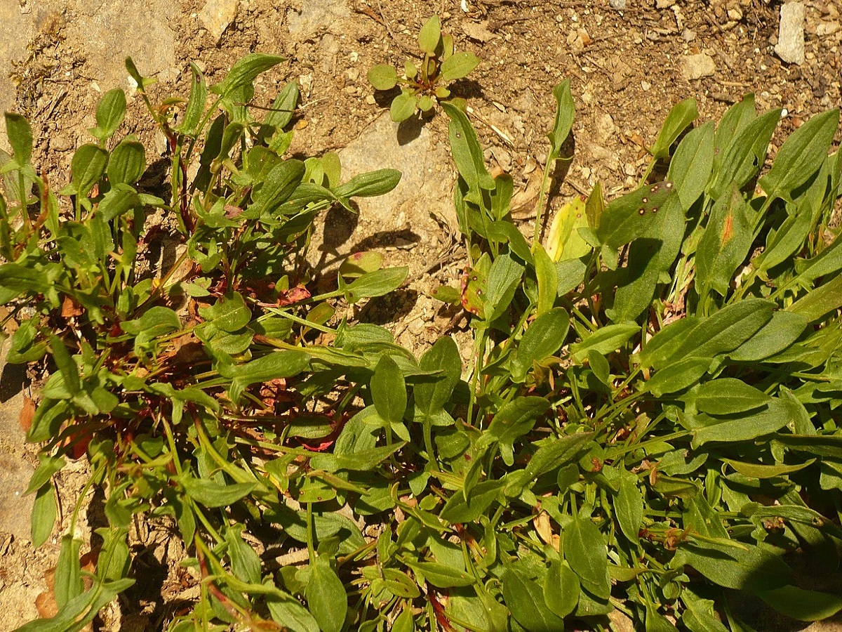 Rumex acetosella (Polygonaceae)